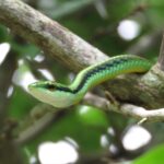 Serpente verde mimetizzato tra le piante in un giardino soleggiato.