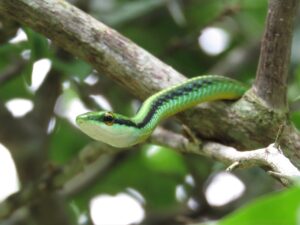 Serpente verde mimetizzato tra le piante in un giardino soleggiato.