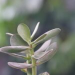 Immagine di un albero di Giada in casa, evidenziando i luoghi sconsigliati per la sua collocazione.