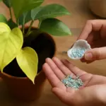 Perché le foglie delle piante verdi schiariscono troppo? La concimazione mirata che le rivitalizza