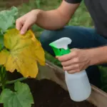 Perché le foglie delle zucchine ingialliscono? Il rimedio semplice che ristabilisce la salute delle piante
