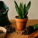 Terriccio ideale per sansevieria: scegli la miscela giusta e aumenti la resistenza agli errori di bagnatura