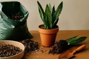 Terriccio ideale per sansevieria: scegli la miscela giusta e aumenti la resistenza agli errori di bagnatura